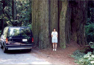 Redwood_Forest